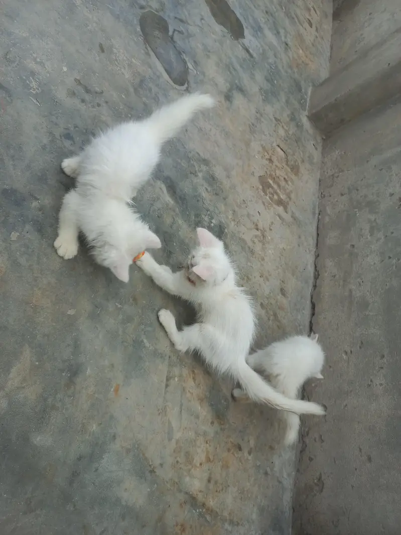 one female cat and three babies cats colour white — photo 5