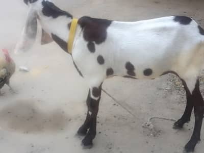 2 male goat