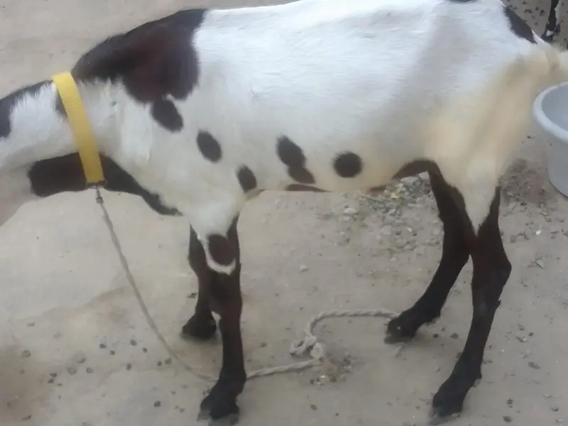 2 male goat — photo 2