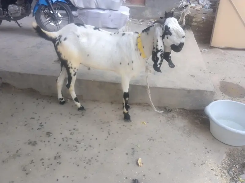 2 male goat — photo 3