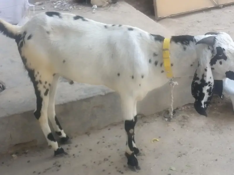 2 male goat — photo 4