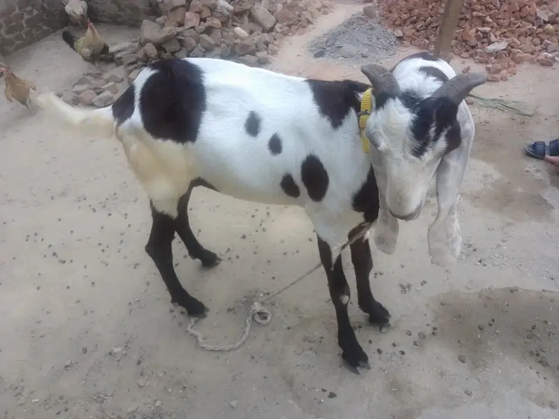2 male goat — photo 5