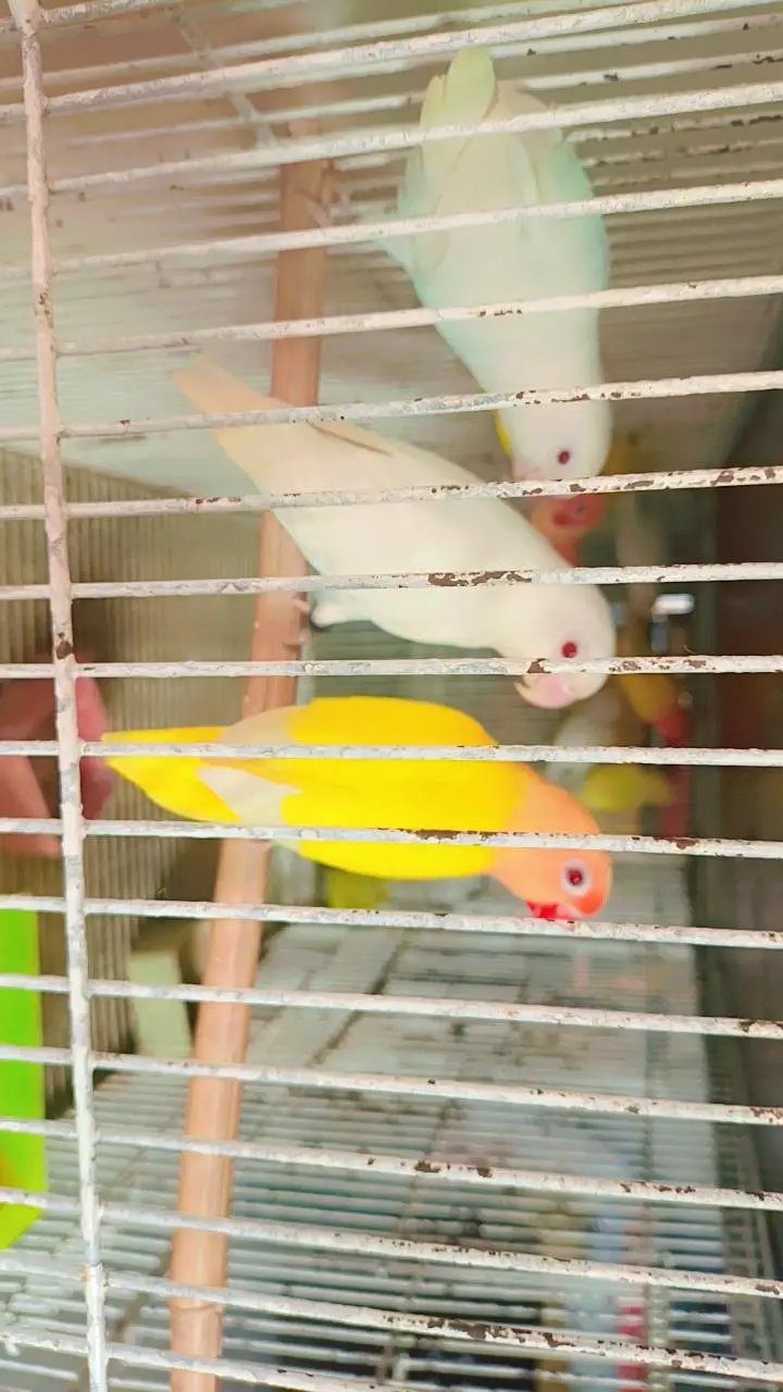 love birds breeder piece for sale — photo 2