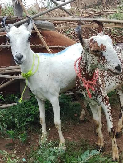 goat for sale male and female