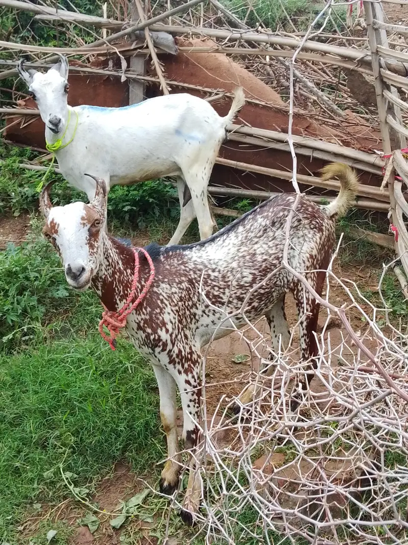 goat for sale male and female — photo 2