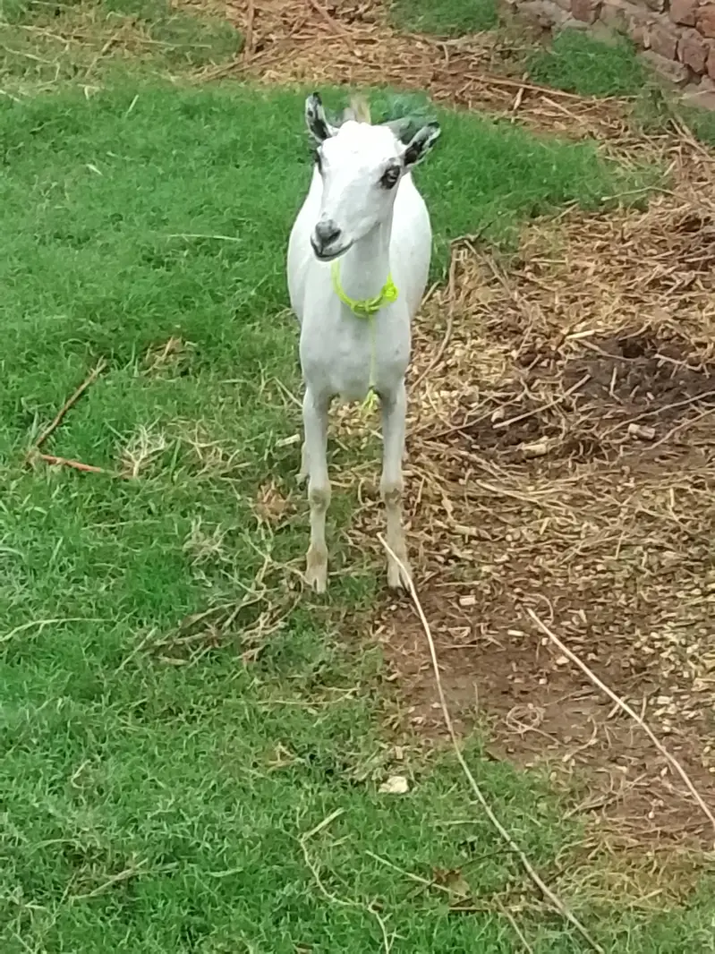 goat for sale male and female — photo 3