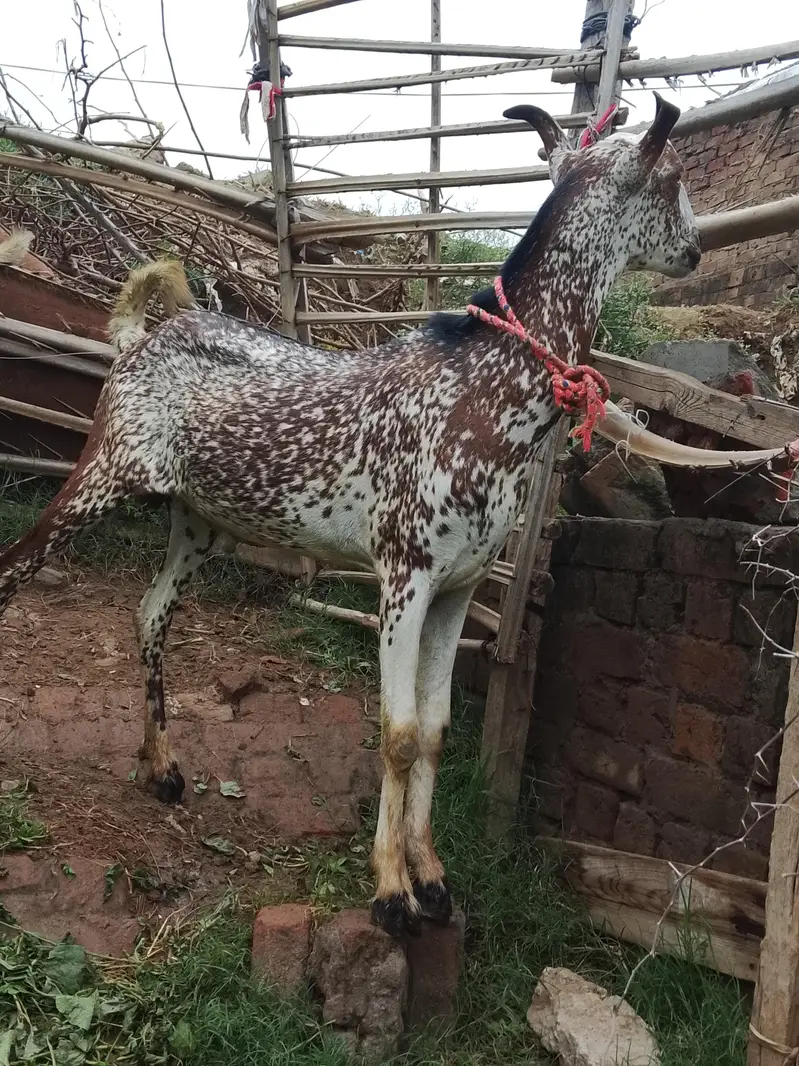 goat for sale male and female — photo 4