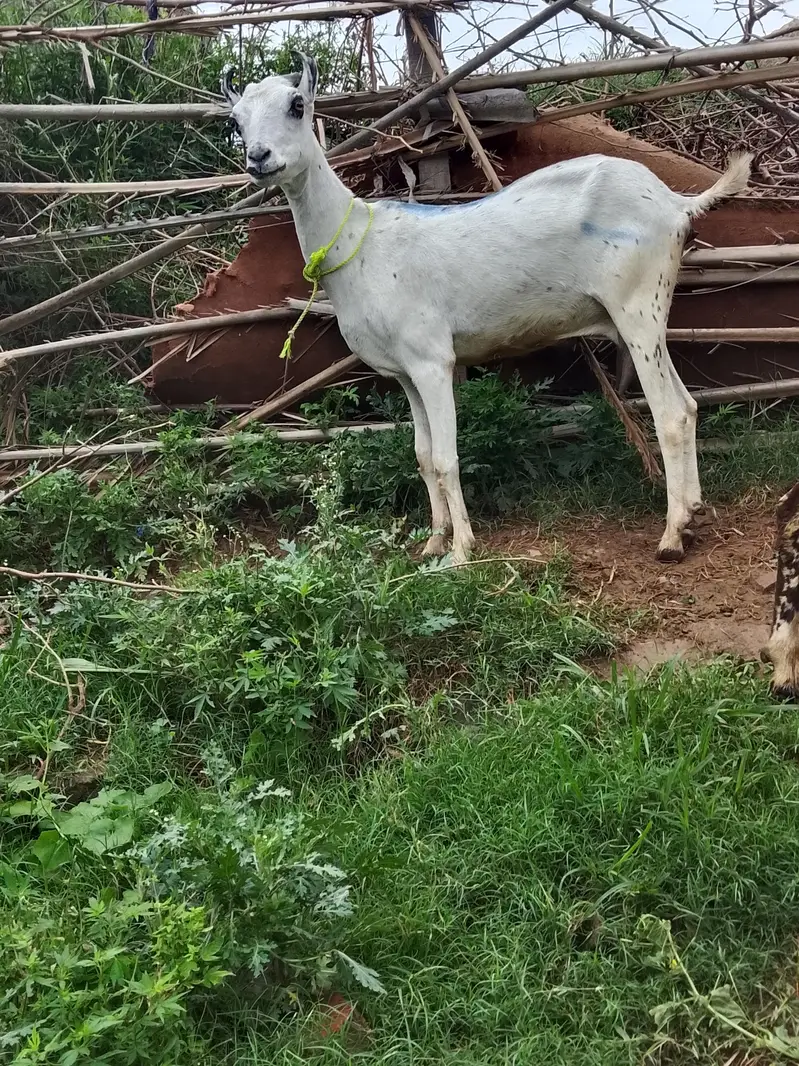 goat for sale male and female — photo 5