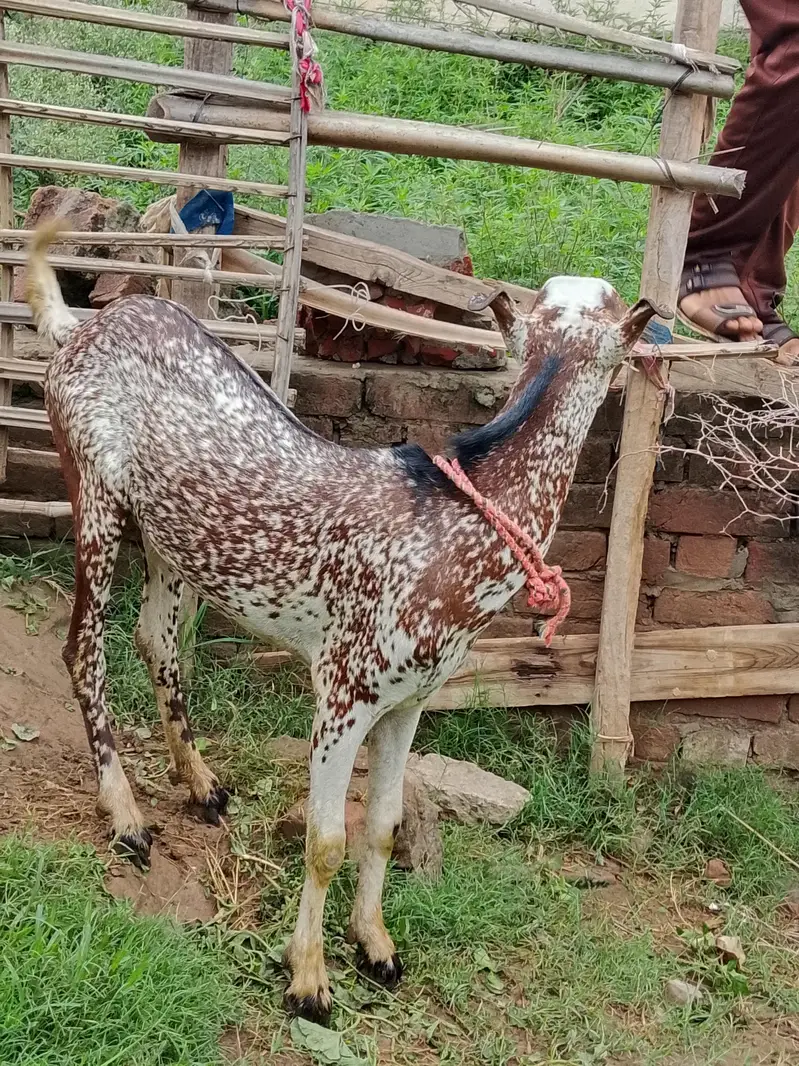 goat for sale male and female — photo 6