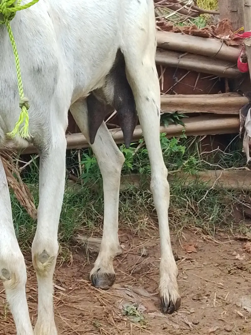 goat for sale male and female — photo 7