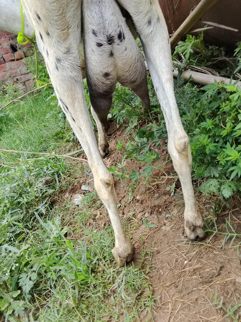 goat for sale male and female — photo 8
