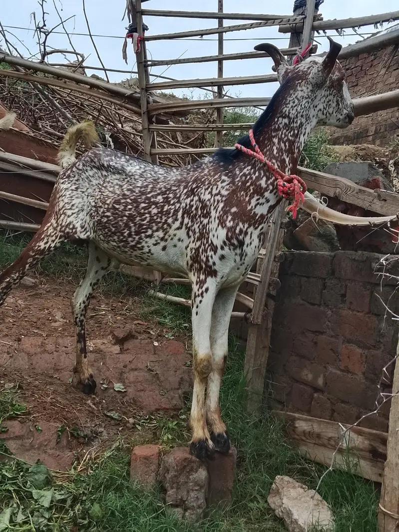 goat for sale male and female — photo 9