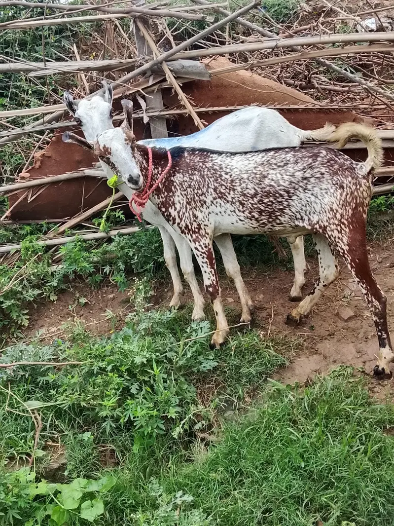 goat for sale male and female — photo 10