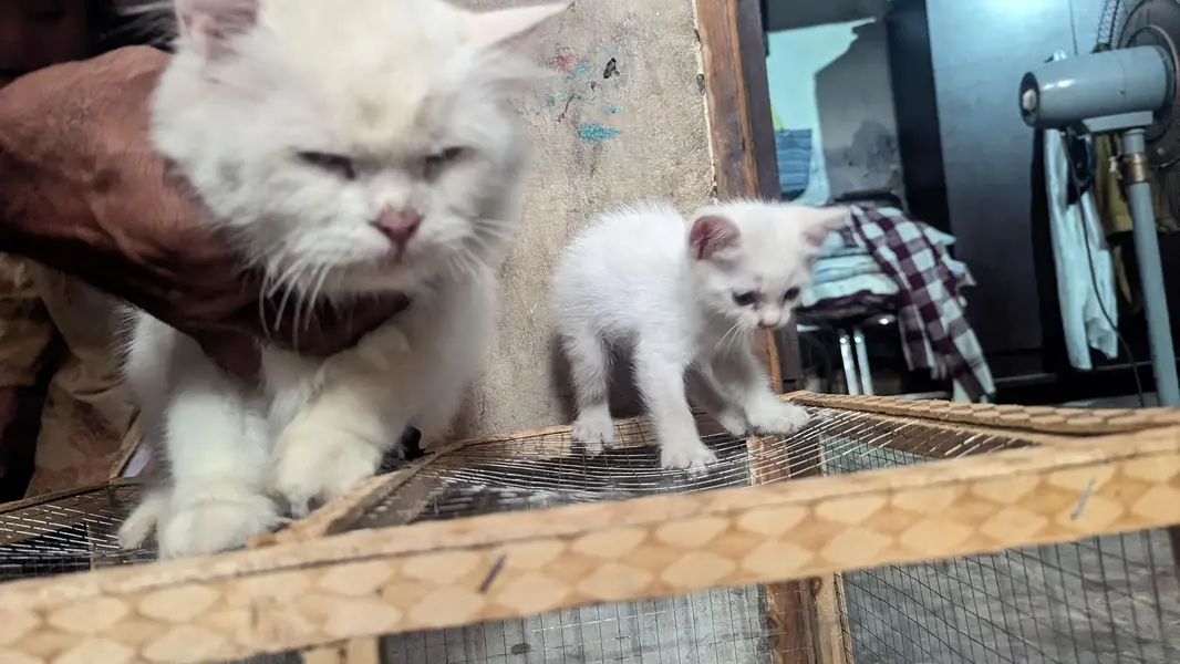 female with baby — photo 3