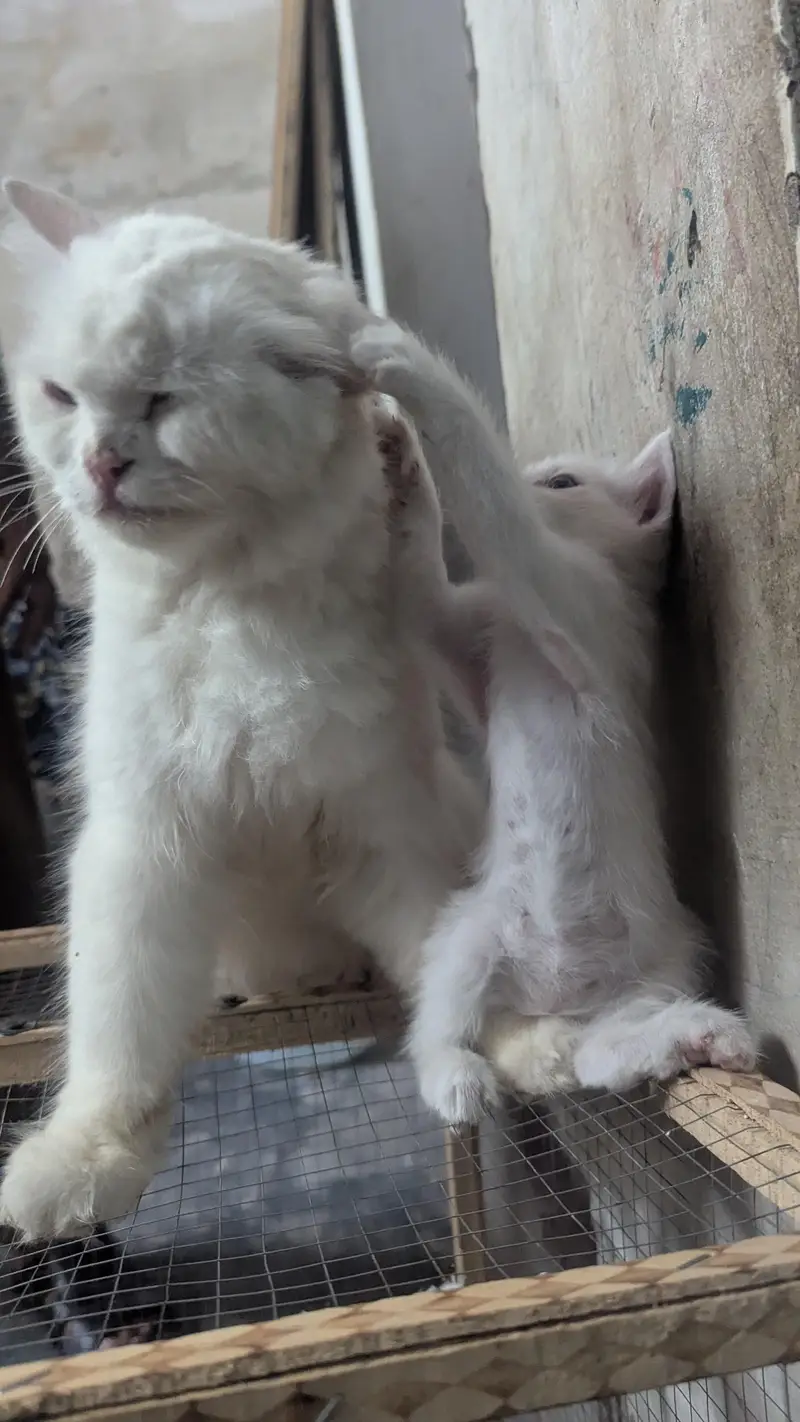 female with baby — photo 4