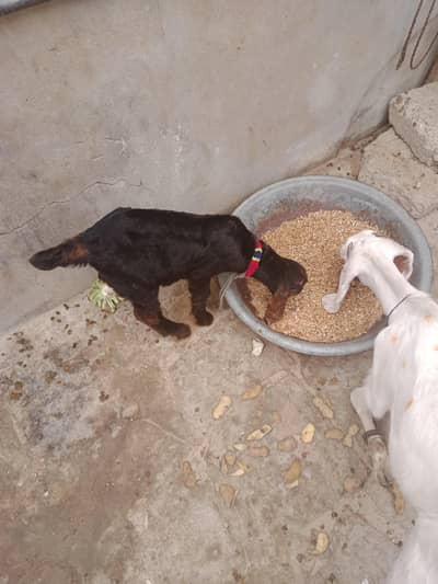 black male brown female colour full animal