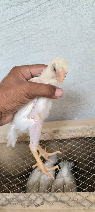 Indian ferat bek chicks