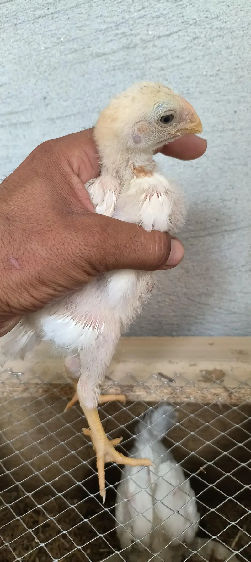 Indian ferat bek chicks — photo 2