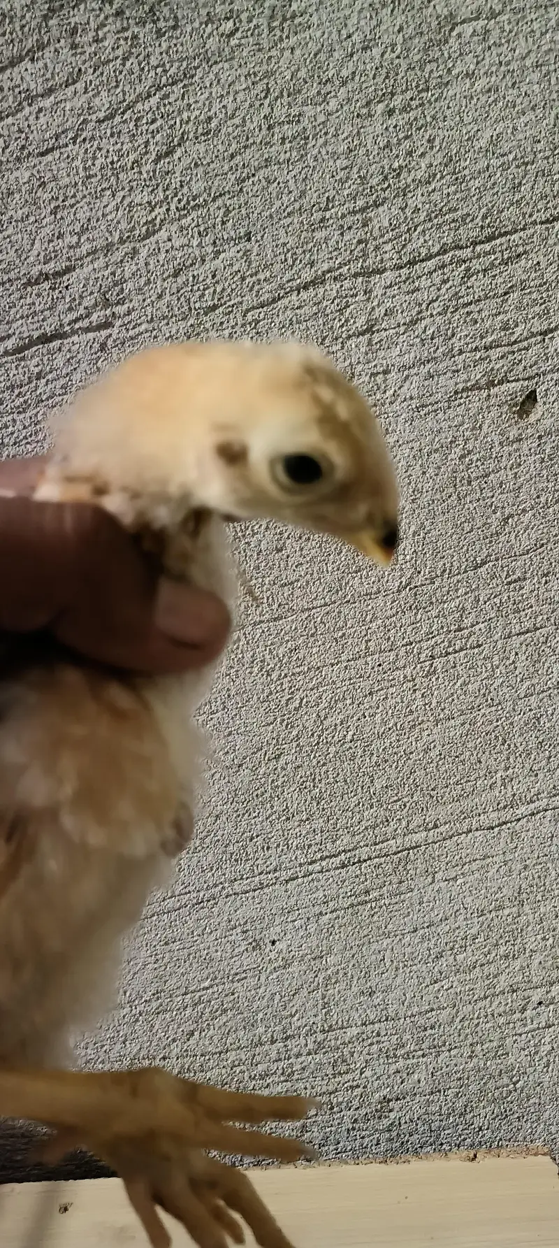 Indian ferat bek chicks — photo 3