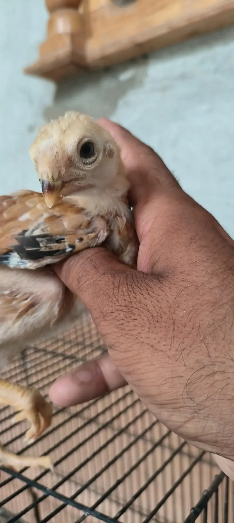 Indian ferat bek chicks — photo 4