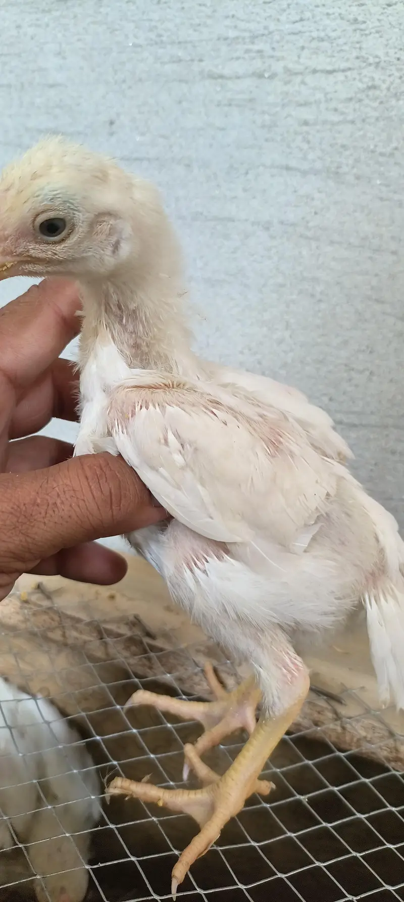 Indian ferat bek chicks — photo 5