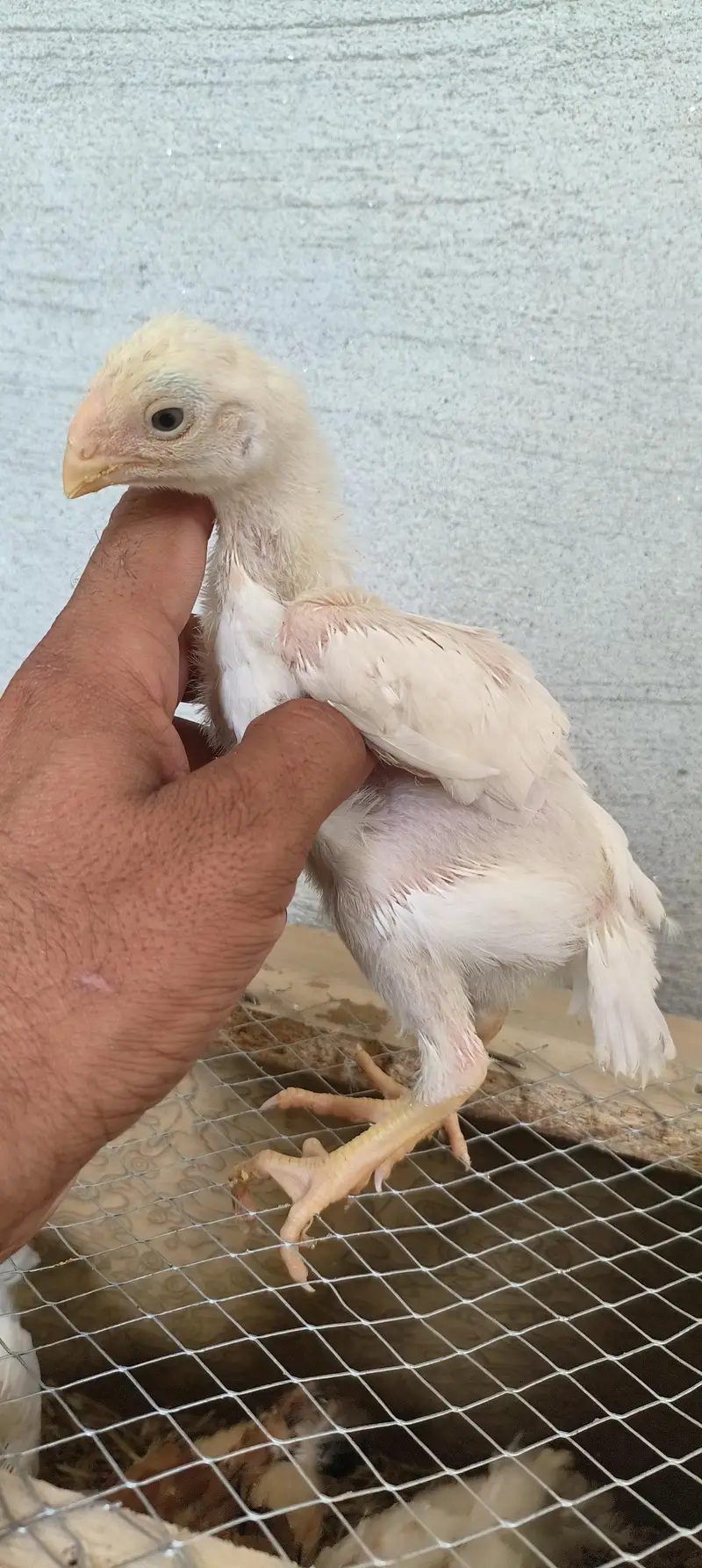 Indian ferat bek chicks — photo 6