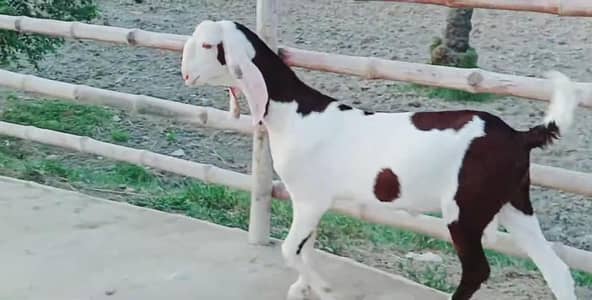 Desi Bakra Urgent For Sale _03262867305