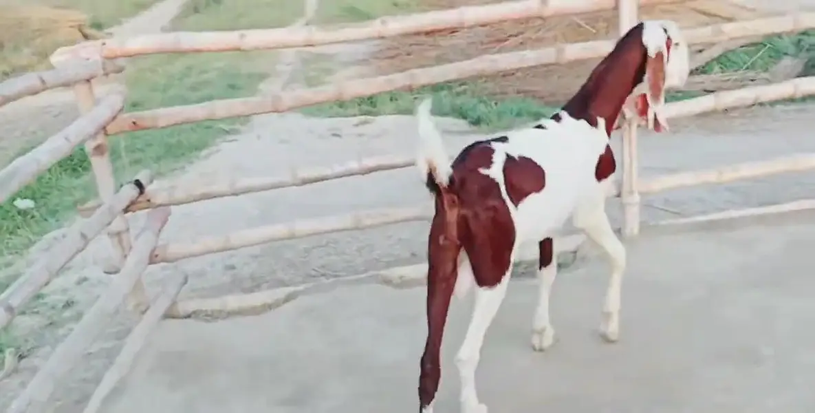 Desi Bakra Urgent For Sale _03262867305 — photo 2