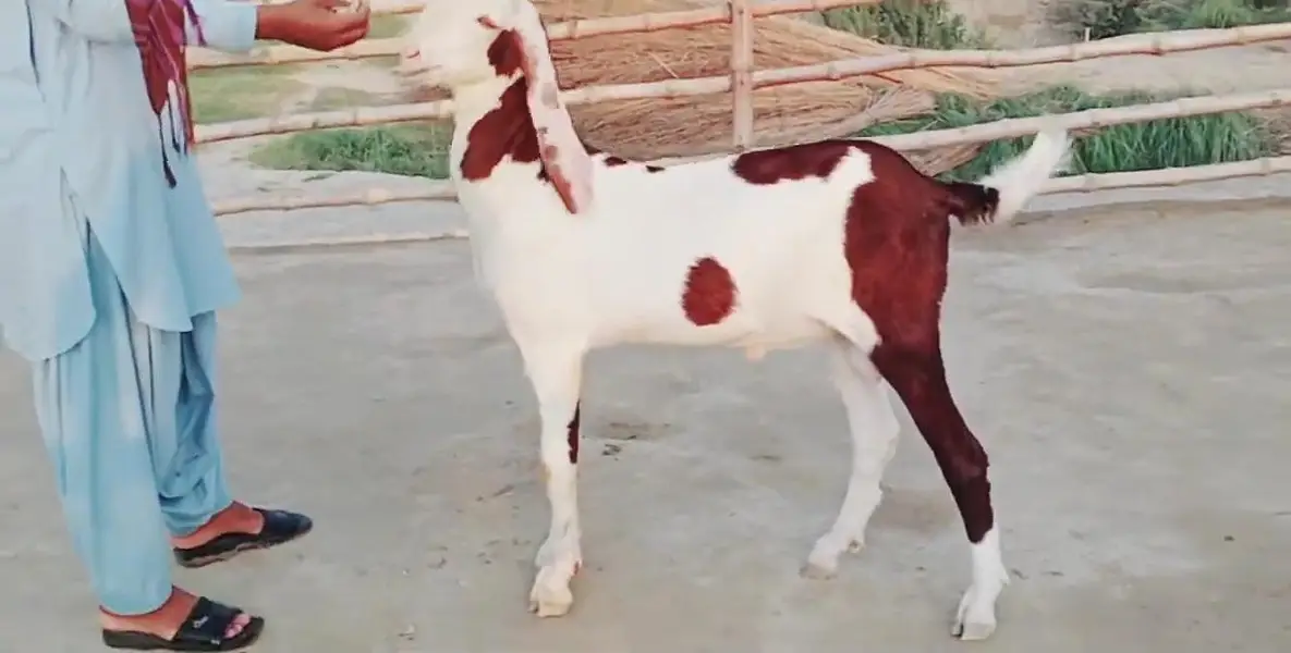 Desi Bakra Urgent For Sale _03262867305 — photo 3