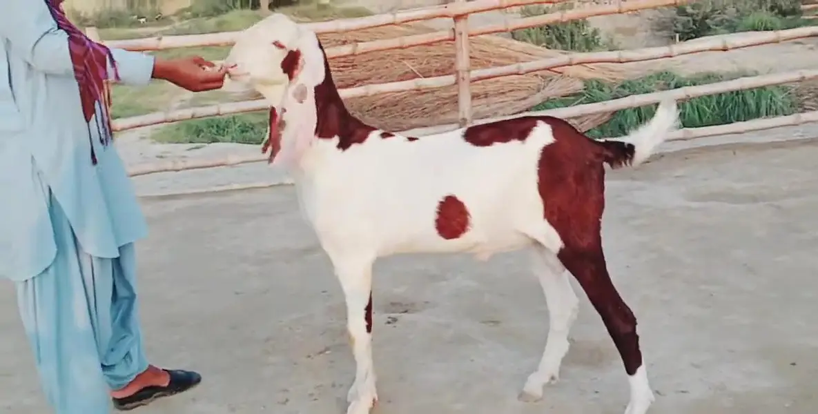Desi Bakra Urgent For Sale _03262867305 — photo 4