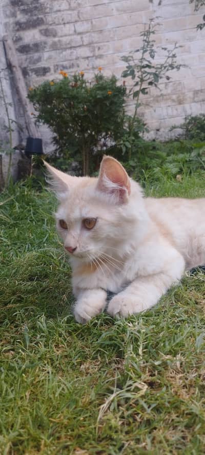 male Persian cat