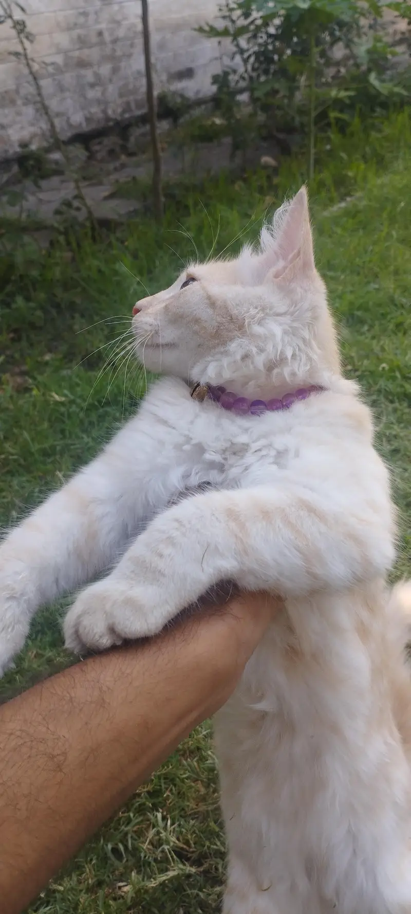 male Persian cat — photo 2