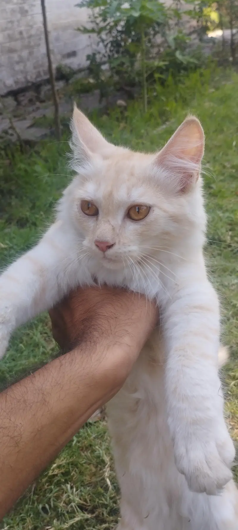 male Persian cat — photo 3