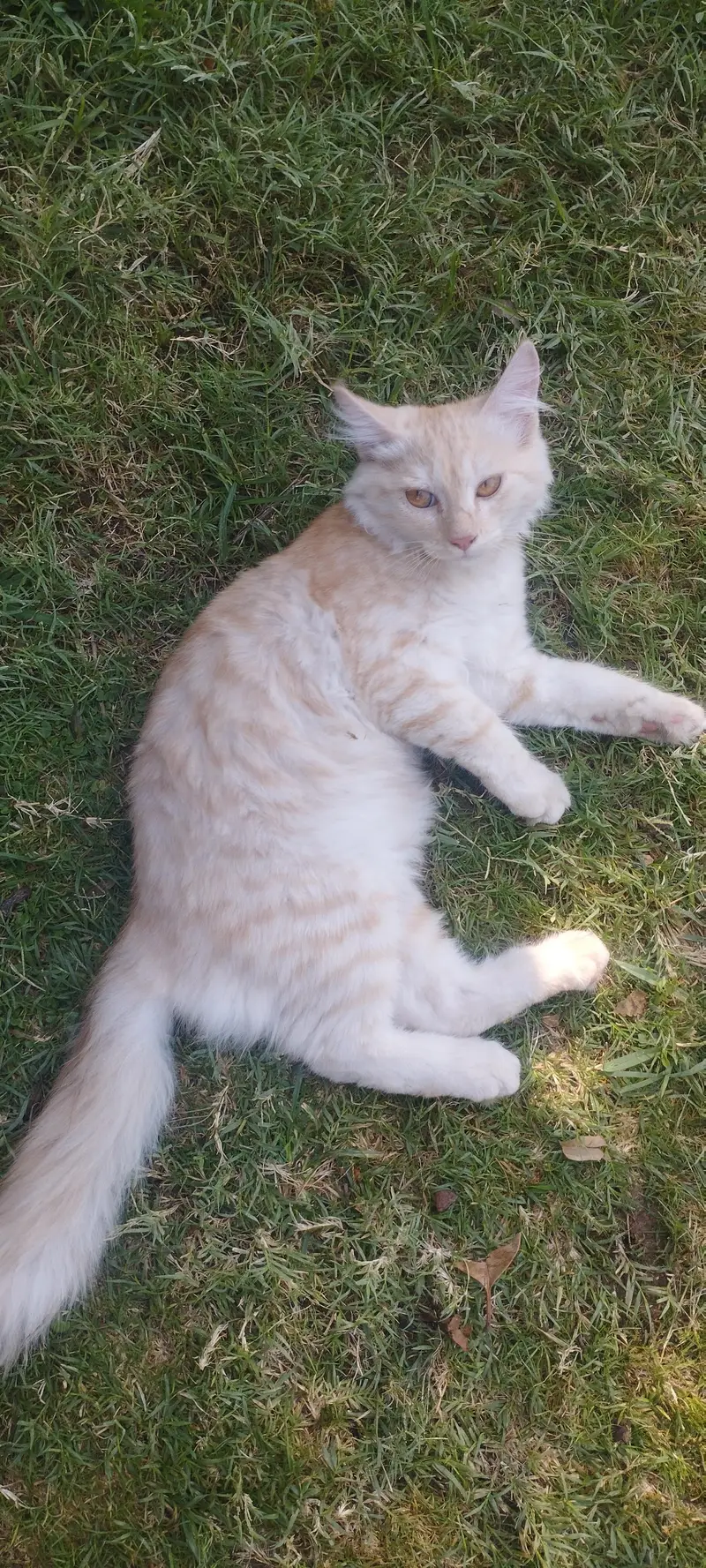 male Persian cat — photo 4