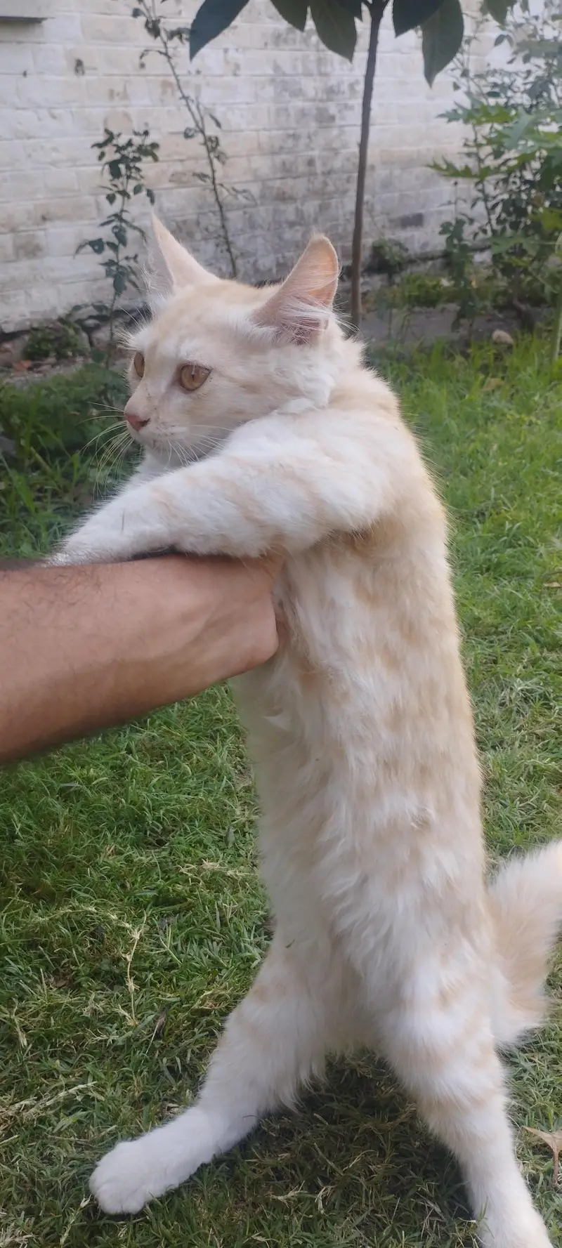 male Persian cat — photo 5
