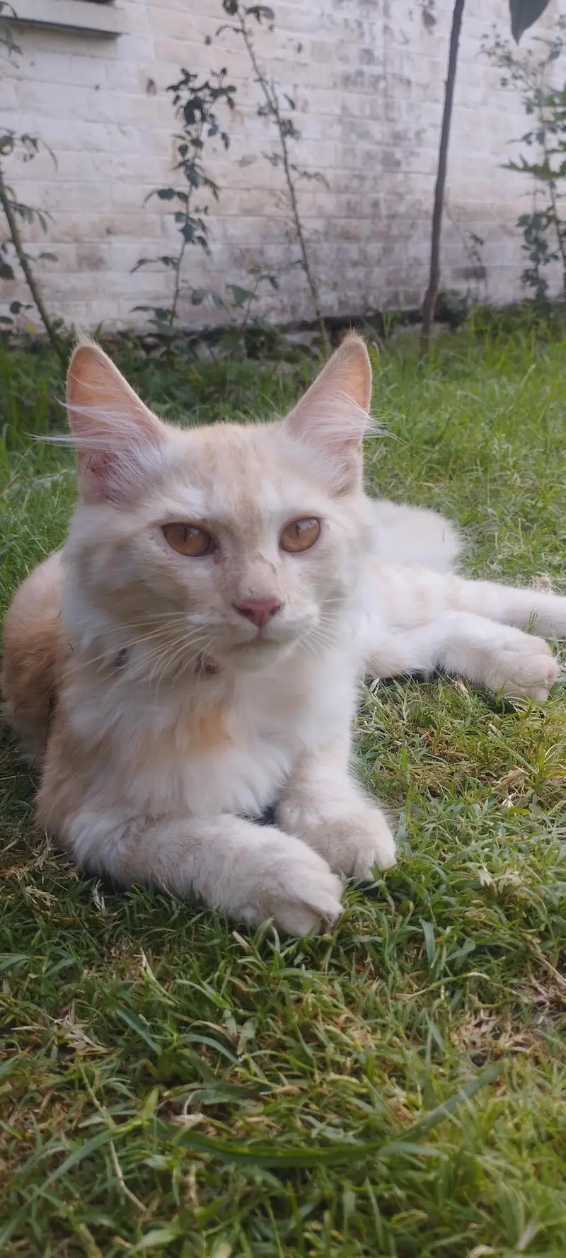 male Persian cat — photo 6