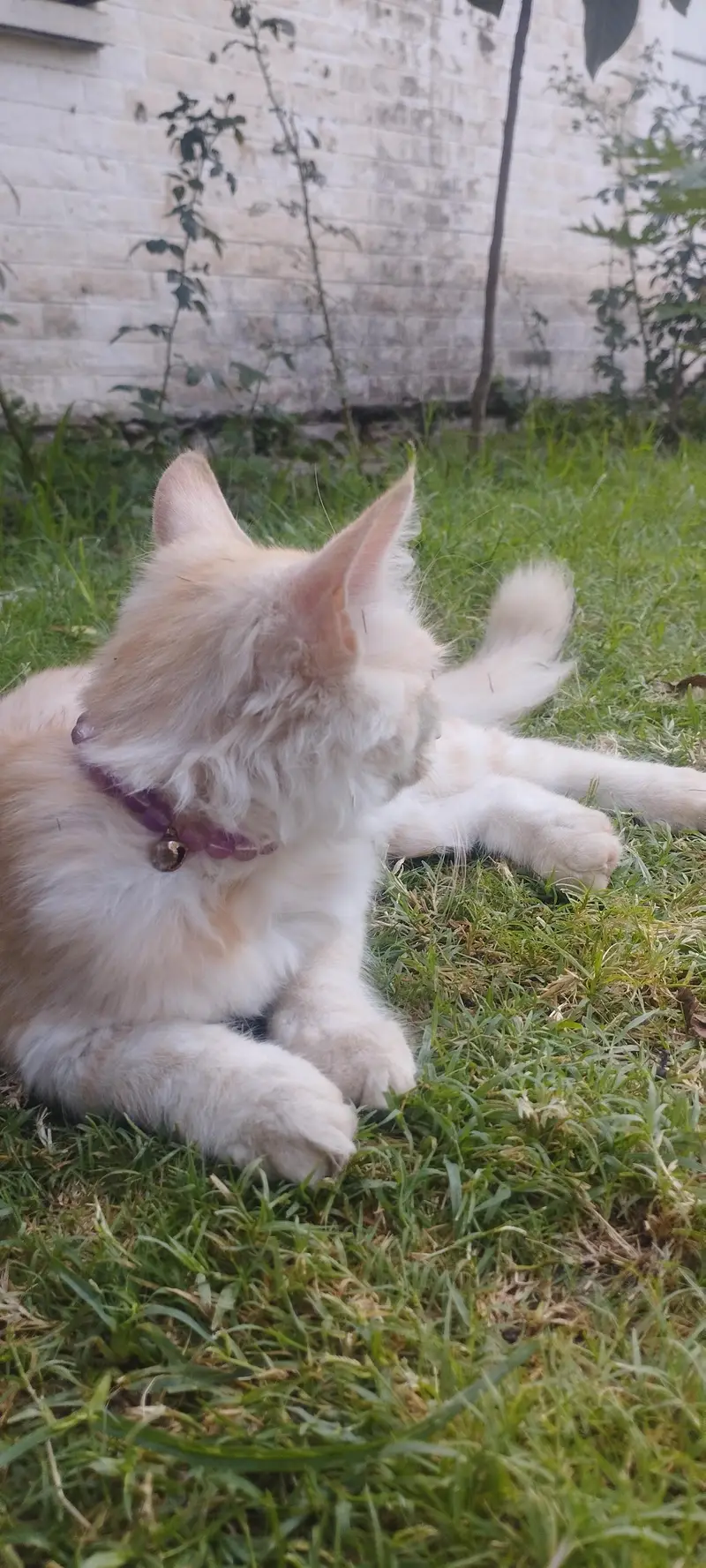 male Persian cat — photo 7