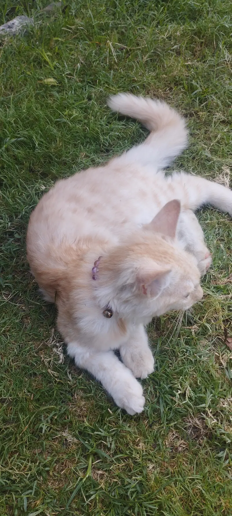 male Persian cat — photo 8