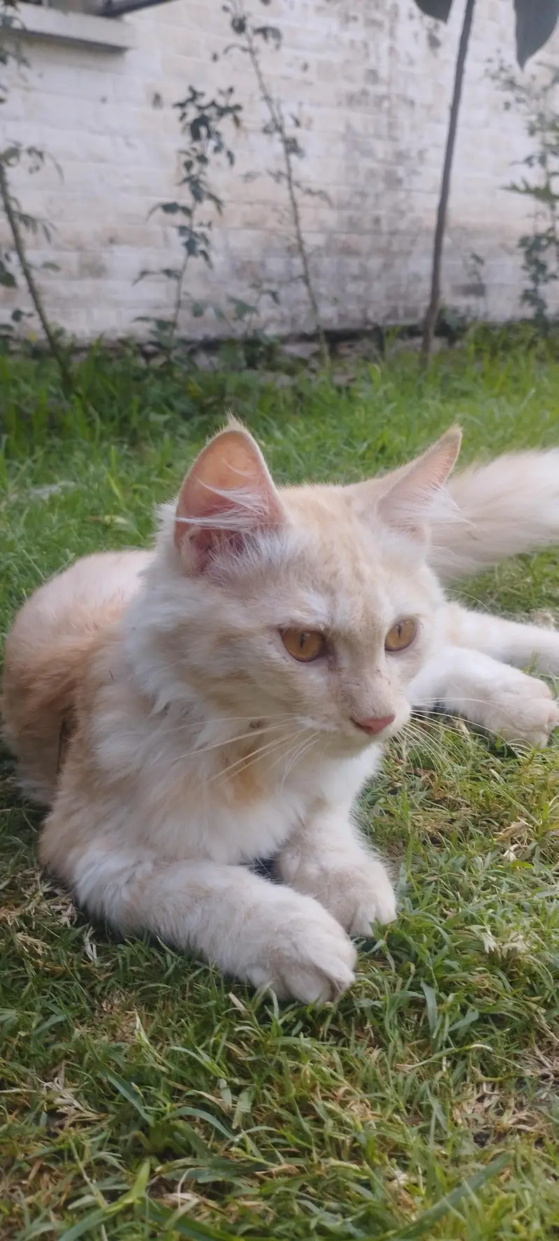 male Persian cat — photo 9