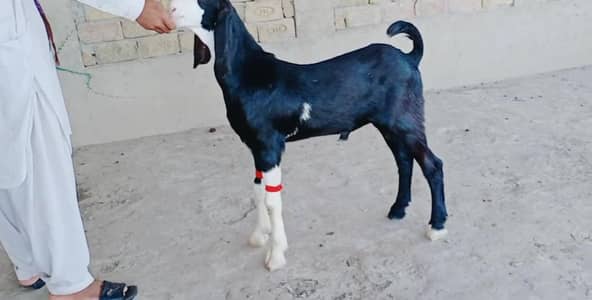 Desi Bakra For Sale _ 03262867305