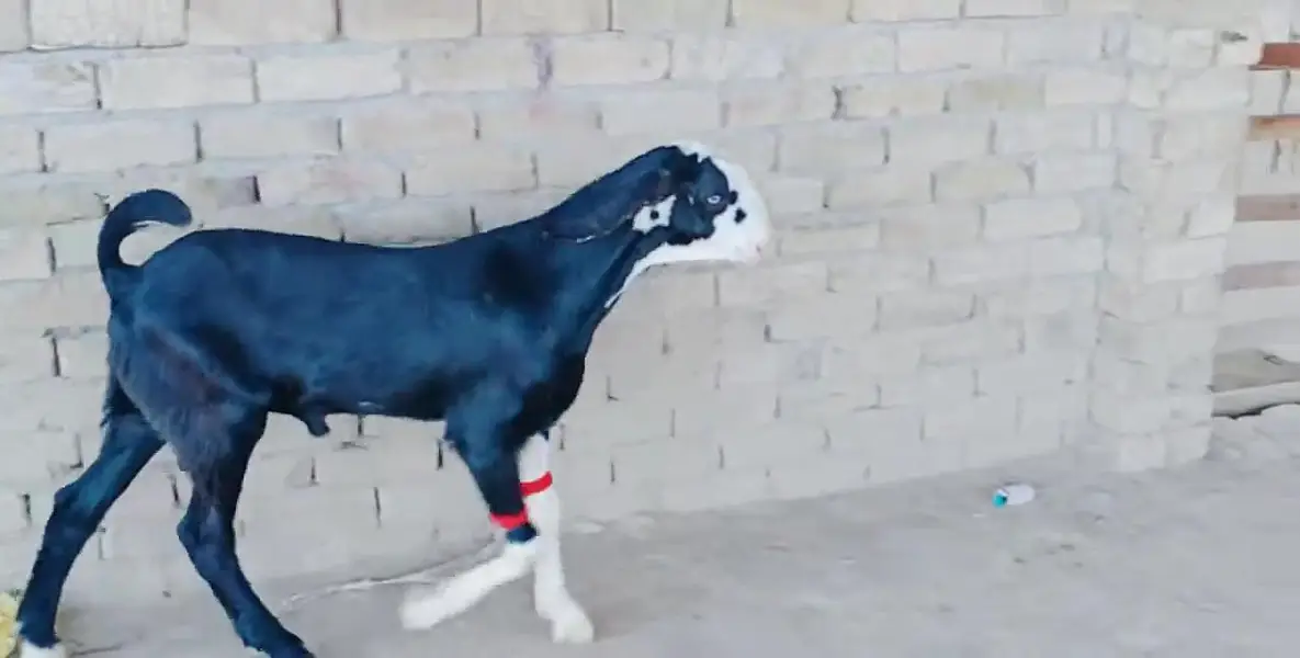 Desi Bakra For Sale _ 03262867305 — photo 5