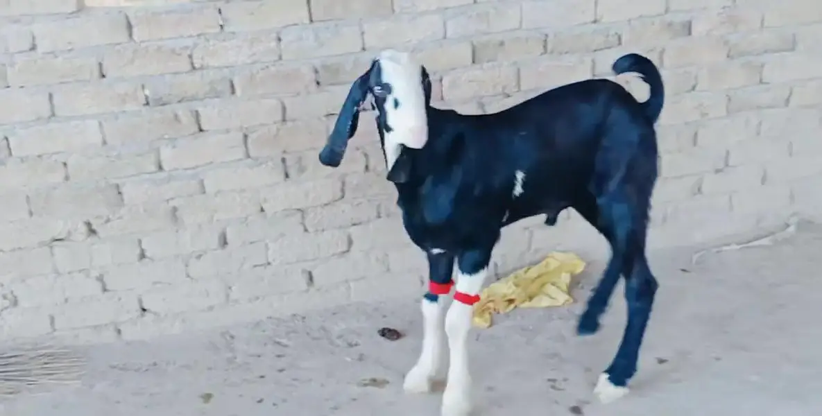 Desi Bakra For Sale _ 03262867305 — photo 6