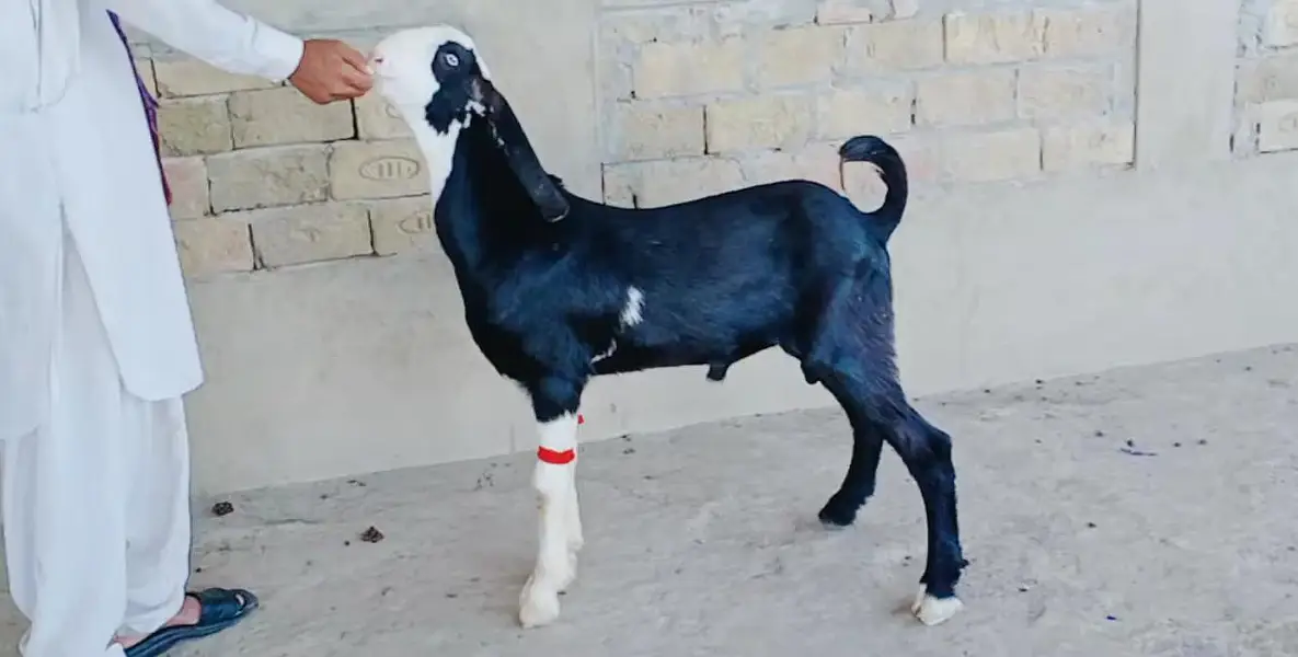 Desi Bakra For Sale _ 03262867305 — photo 8