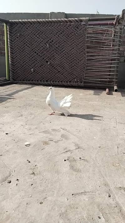 for sale