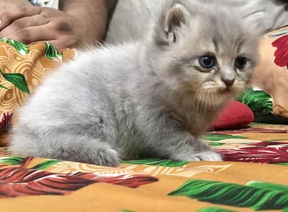 Cat and his kitten