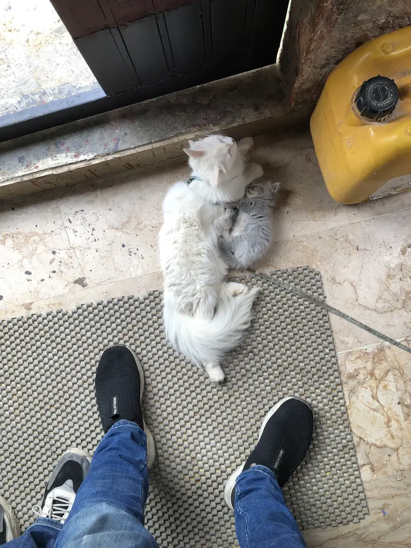 Cat and his kitten — photo 3