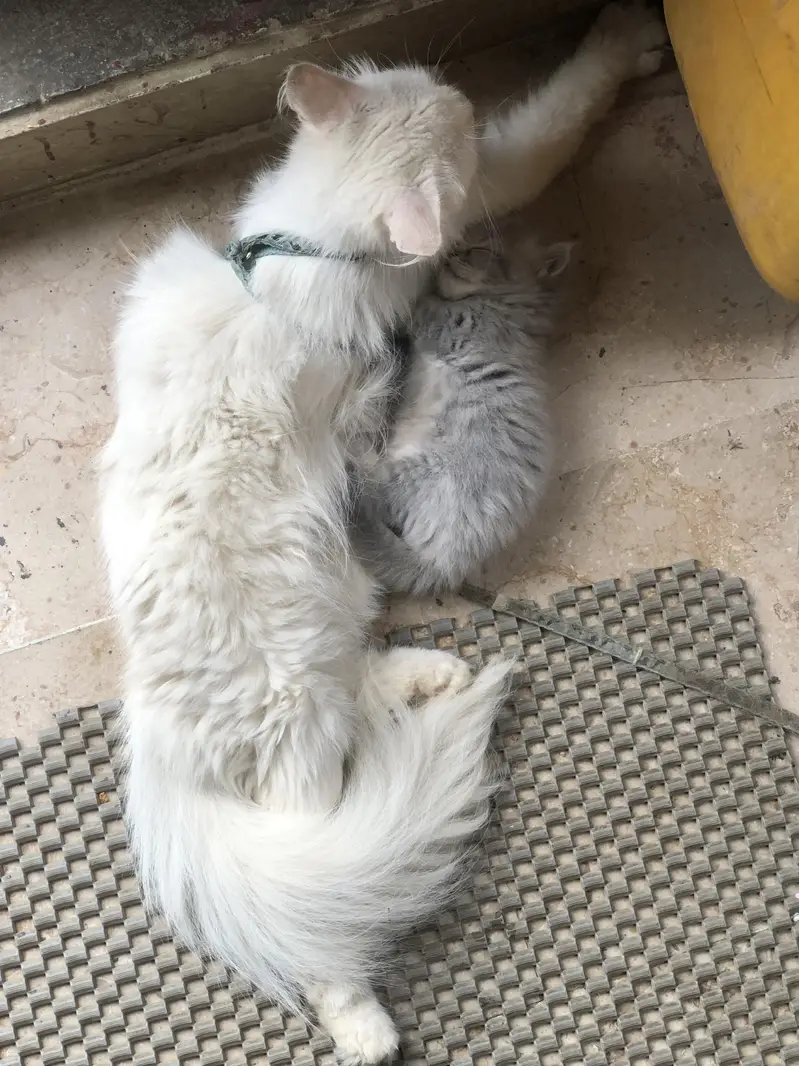 Cat and his kitten — photo 4