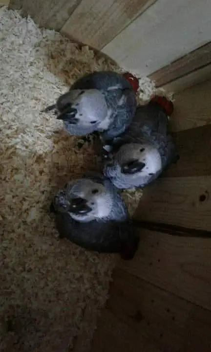 African grey parrot only WhatsApp 03292365409 — photo 3