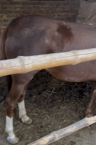 Ghori pregnant for sale