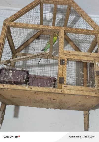 one bird only male parrot